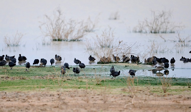 Lake Pinaroo, Sturt National Park. Photo: OEH