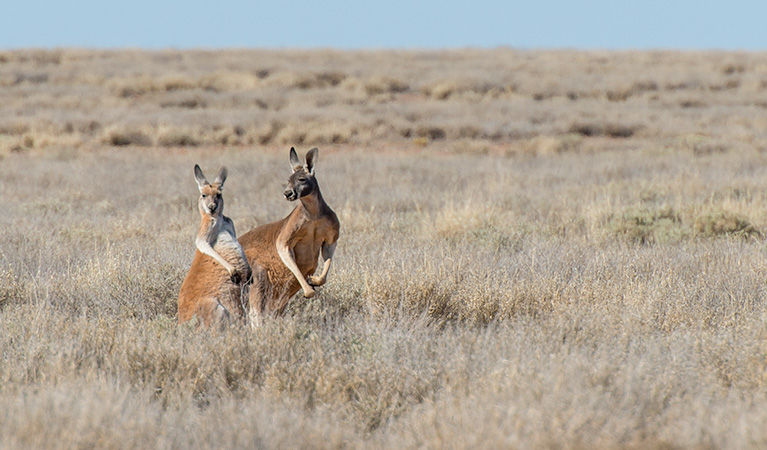 Jump-Up Loop Road drive, Sturt National Park. Photo: John Spencer, OEH