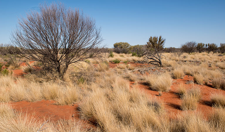 Middle Road drive, Sturt National Park. Photo: John Spencer