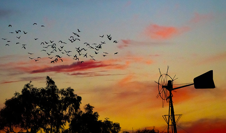 Bird flock at sunset in the Mount Wood area of Sturt National Park. Photo: John Spencer/DPIE