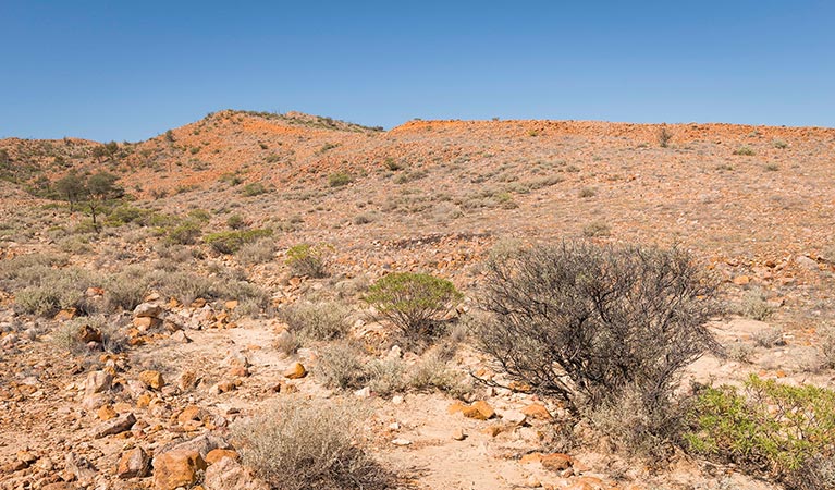 Near the top of Mount Wood summit walking track. Photo: John Spencer &copy; OEH