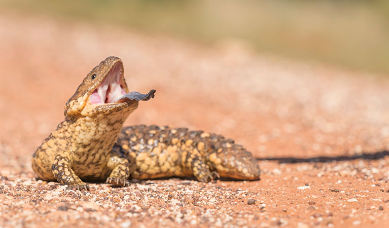 Shingleback lizard in Sturt National Park. Photo: John Spencer/DPIE