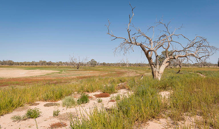 Dead tree and dry lake shore along Wells and Sturt's tree walking track in Sturt National Park. Photo credit: John Spencer &copy; DPIE