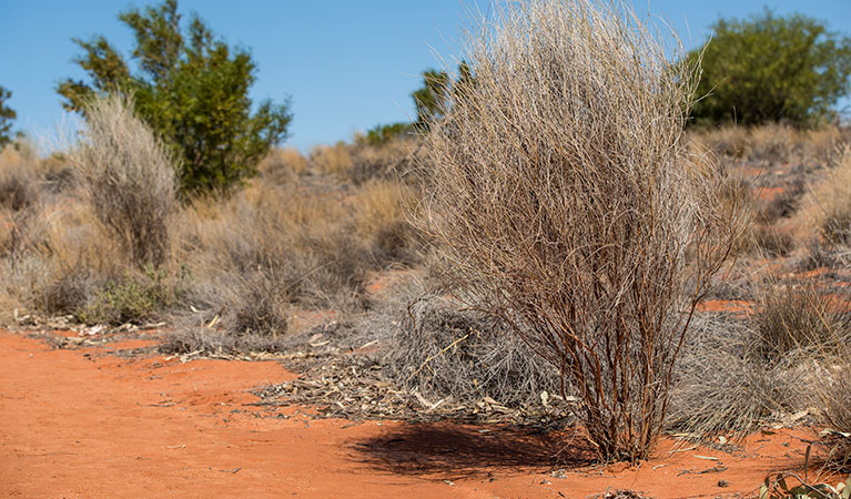 Wells and Sturt's tree walking track in Sturt National Park. Photo credit: John Spencer &copy; OEH