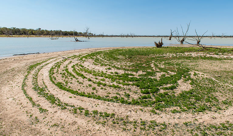 The shores of Lake Pinaroo  along Wells and Sturt's tree walking track, in Sturt National Park. Photo credit: John Spencer &copy; OEH