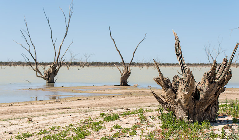 Wells and Sturt's tree walking track, Sturt National Park. Photo credit: John Spencer &copy; OEH