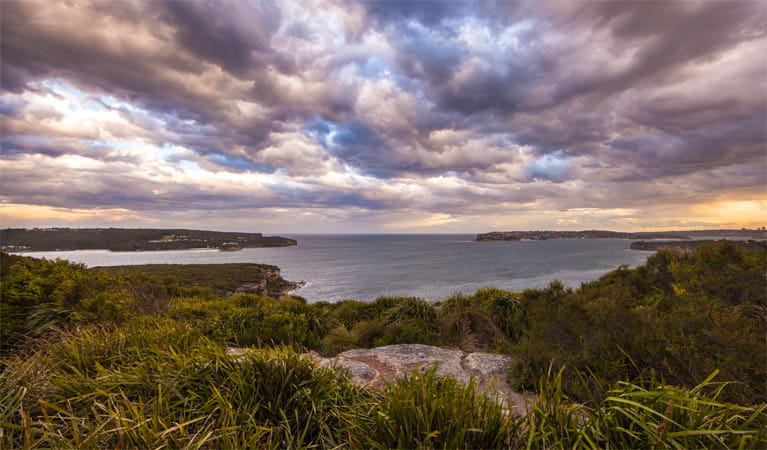 Dobroyd Scenic Drive, Sydney Harbour National Park. Photo: David Finnegan/OEH