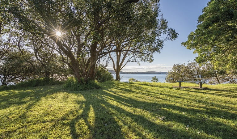 Under the shade of the trees at Bottle and Glass Point, Sydney Harbour National Park. Photo: John Spencer/OEH