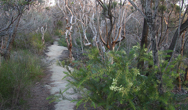 Wildflowers along the track to Grotto Point lighthouse in Sydney Harbour National Park. Photo: OEH/Natasha Webb