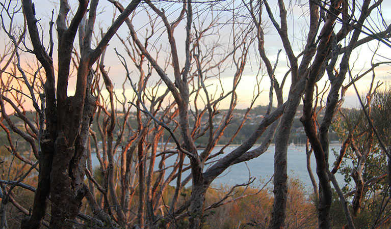 Harbour views on the track to Grotto Point lighthouse. Photo: OEH/Natasha Webb