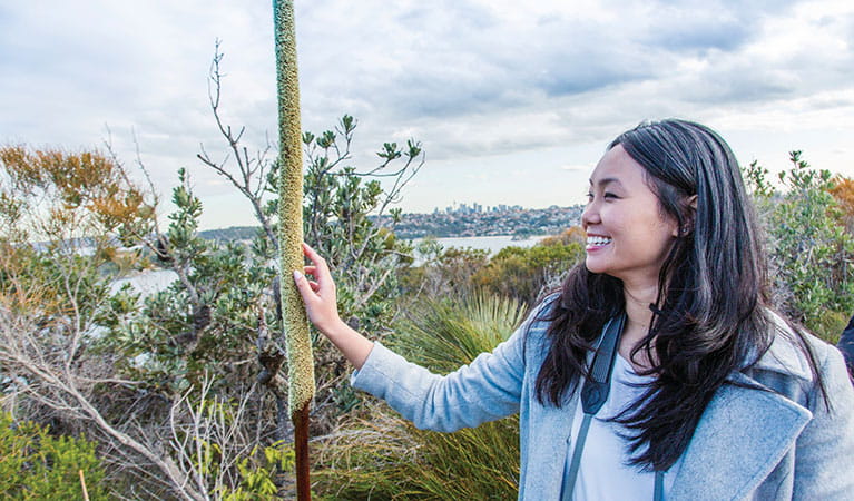 A woman looking at a grass tree with Sydney Harbour in the background along Manly scenic walkway in Sydney Harbour National Park. Photo: Simone Cottrell/DPIE