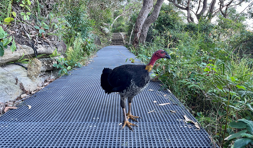 Brush turkey in bushland on the track between Middle Head - Gubbah Gubbah and Georges Head. Credit: Natasha Webb &copy;DCCEEW/Natasha Webb