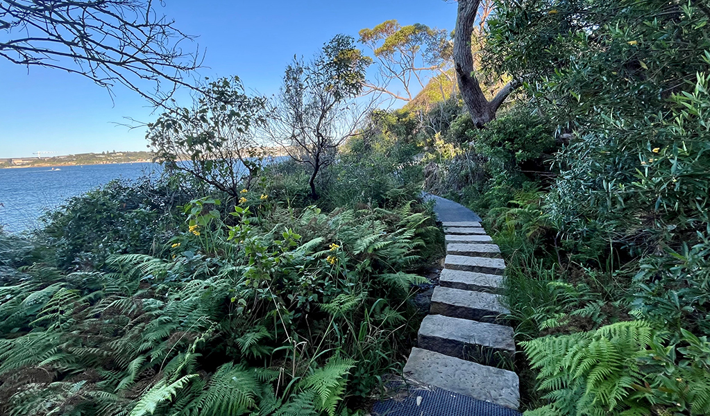 Sandstone steps guide walkers through ferns and bushland between Middle Head and Georges Head with expansive views of Sydney Harbour. Credit: Natasha Webb &copy;DCCEEW/Natasha Webb