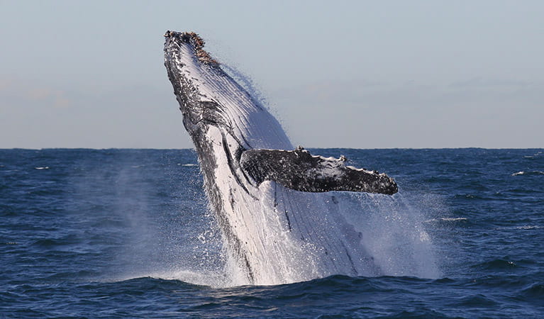 Whale watching off North Head, Sydney Harbour National Park. Photo: OEH.