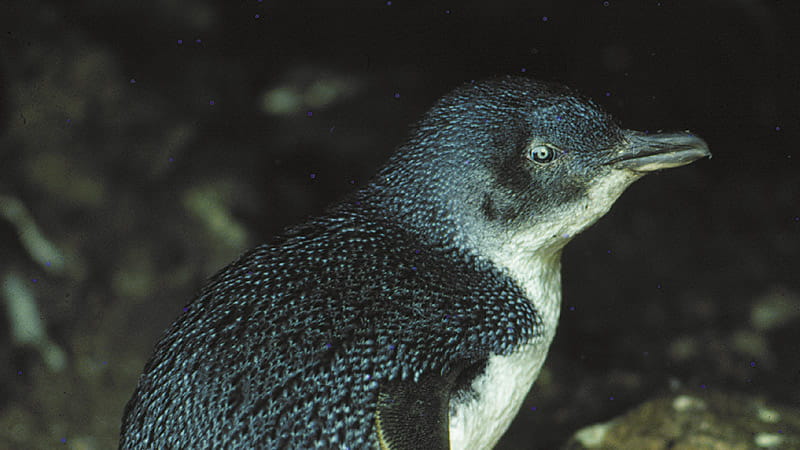 Penguin. Photo: Graham Robertson