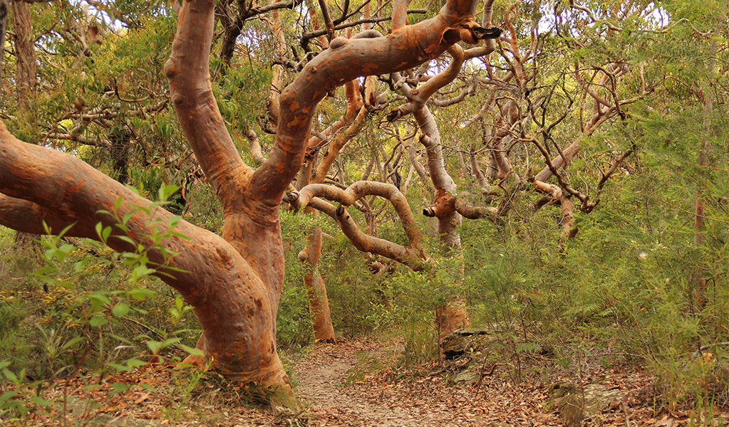Sydney red gum trees in Sydney Harbour National Park. Credit: John Yurasek &copy; DCCEEW