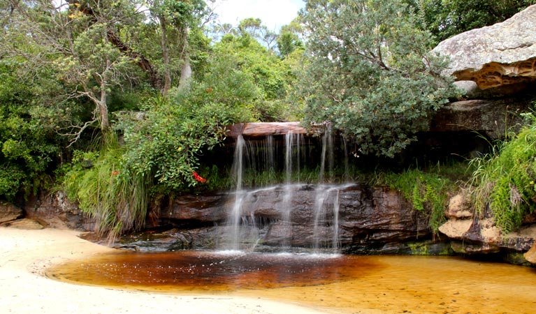 Collins Flat Beach, Sydney Harbour National Park. Photo: John Yurasek/NSW Government