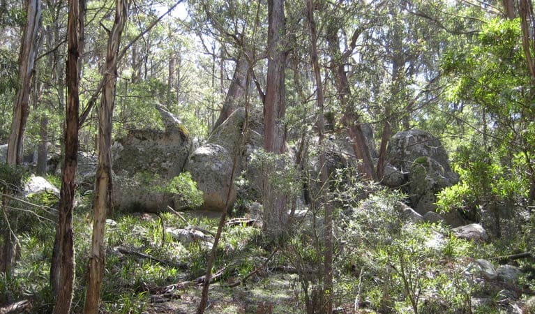 Tallaganda National Park. Photo: S Jackson/NSW Government