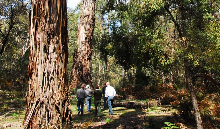 Tallaganda National Park. Photo: Stuart Cohen/NSW Government