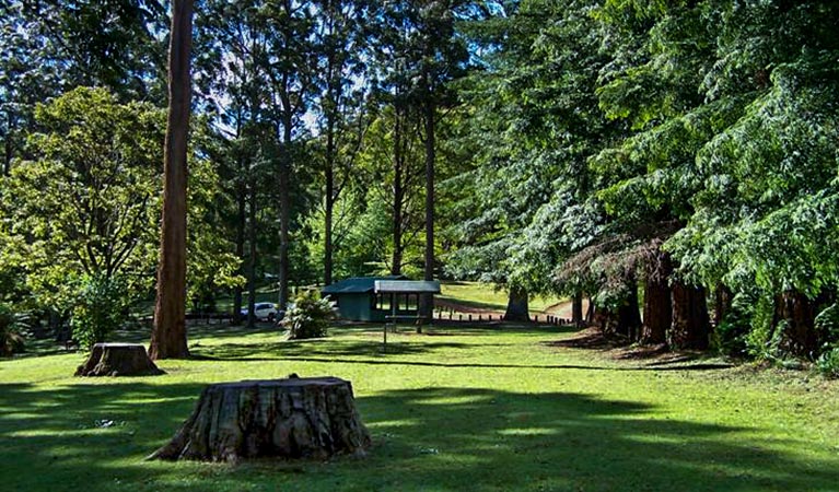 Dingo Tops campground, Tapin Tops National Park. Photo: Kevin Carter/NSW Government