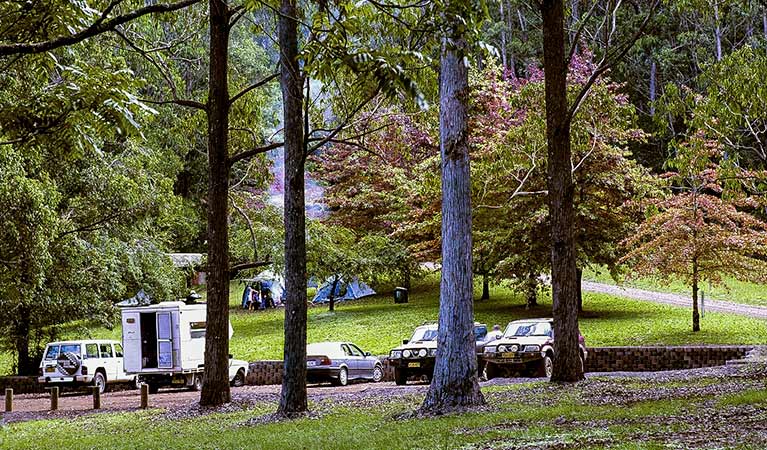 Dingo Tops campground, Tapin Tops National Park. Photo: Kevin Carter/NSW Government