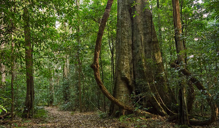 Mountain Brush circuit, Tapin Tops National Park. Photo: John Spencer/NSW Government
