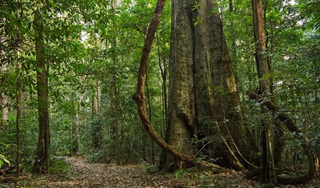 Mountain Brush circuit, Tapin Tops National Park. Photo: John Spencer &copy; OEH