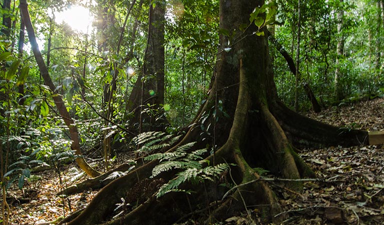 Mountain Brush circuit, Tapin Tops National Park. Photo: John Spencer