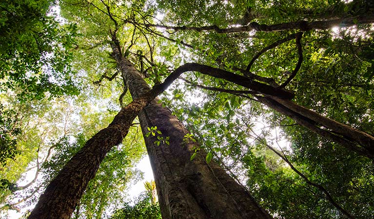 Mountain Brush circuit, Tapin Tops National Park. Photo: John Spencer