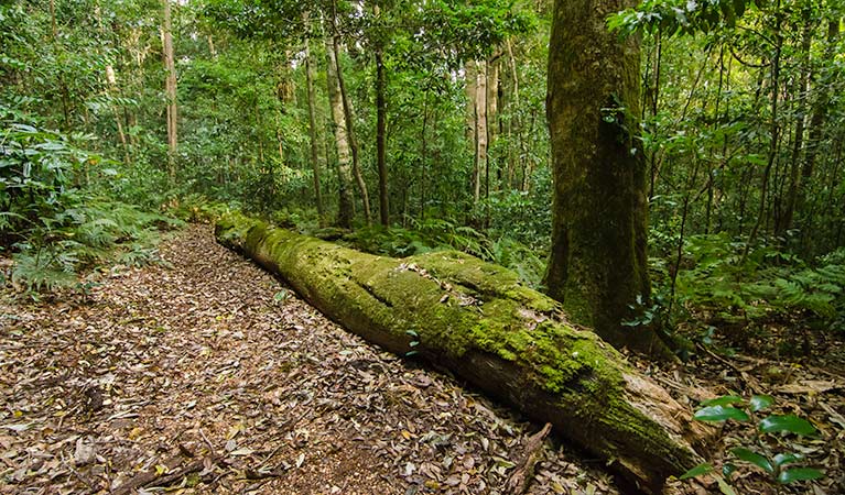 Mountain Brush circuit, Tapin Tops National Park. Photo: John Spencer &copy; OEH