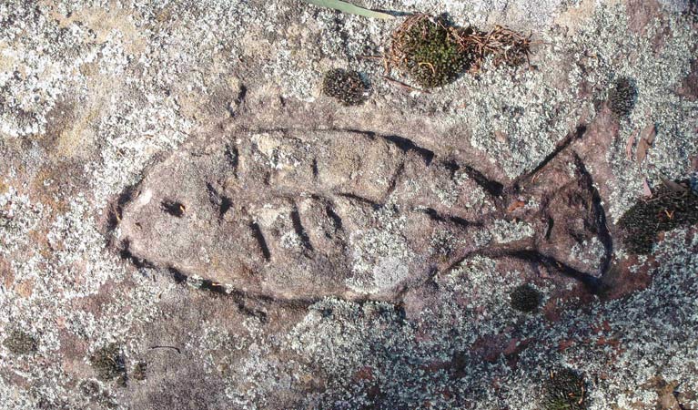Long-term use of Terry Hie Hie Aboriginal Area is evident with at least 240 axe-grinding grooves and the remains of a corroboree ground which can be found in the area. Credit: Matthew Bester