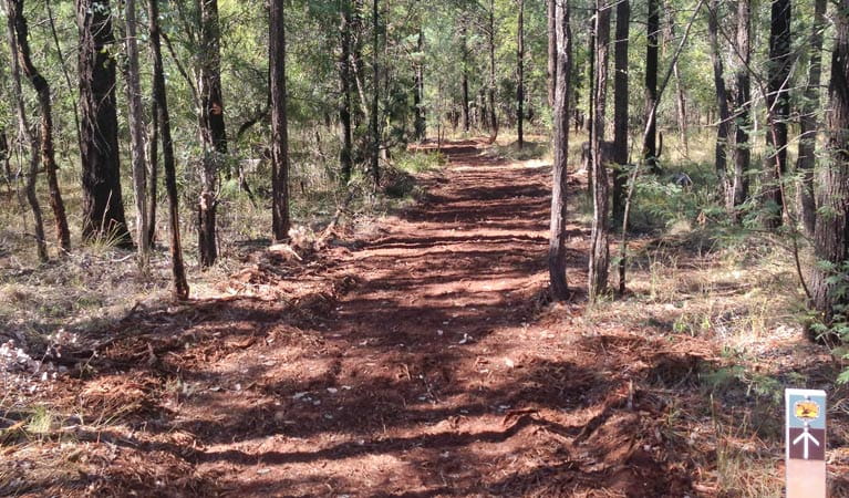 Yana-y Warruwi walking track, Terry Hie Hie Aboriginal Area. Photo: Matthew Bester
