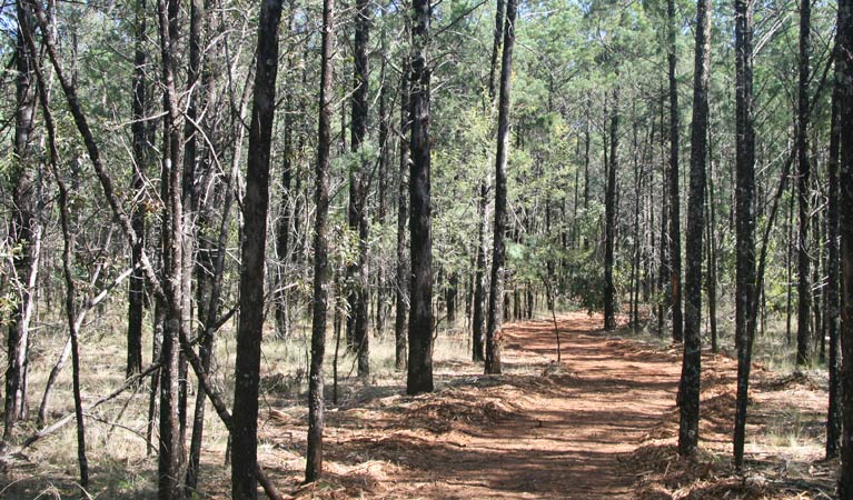 Yana-y Warruwi walking track, Terry Hie Hie Aboriginal Area. Photo: Matthew Bester