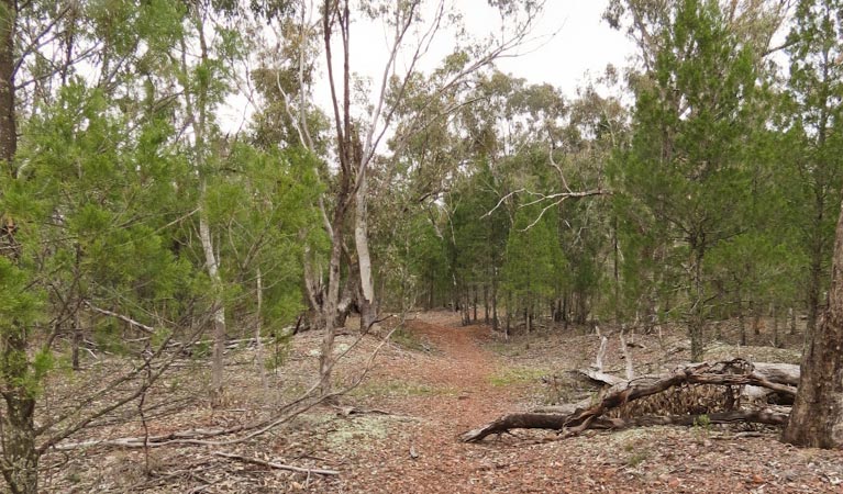 The Rock picnic area, The Rock Nature Reserve - Kengal Aboriginal Place. Photo: C Killick