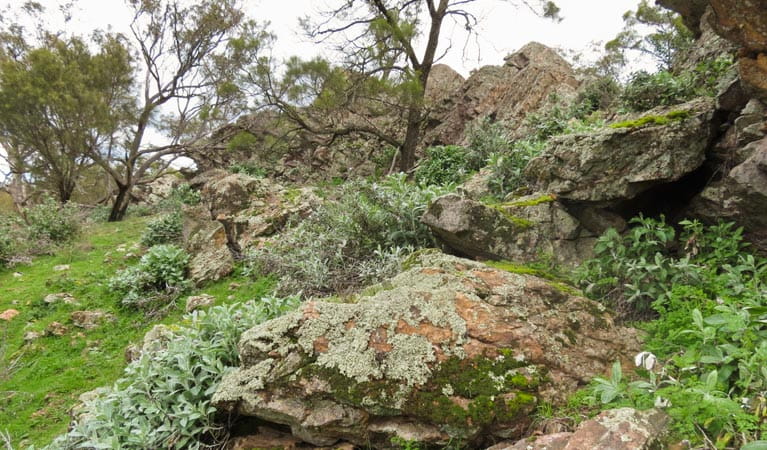 Yerong walking track, The Rock Nature Reserve - Kengal Aboriginal Place. Photo: A Lavender