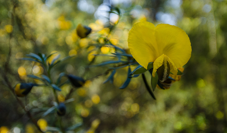 Yellow wildflowers, Thirlmere Lakes National Park. Photo: John Spencer/OEH