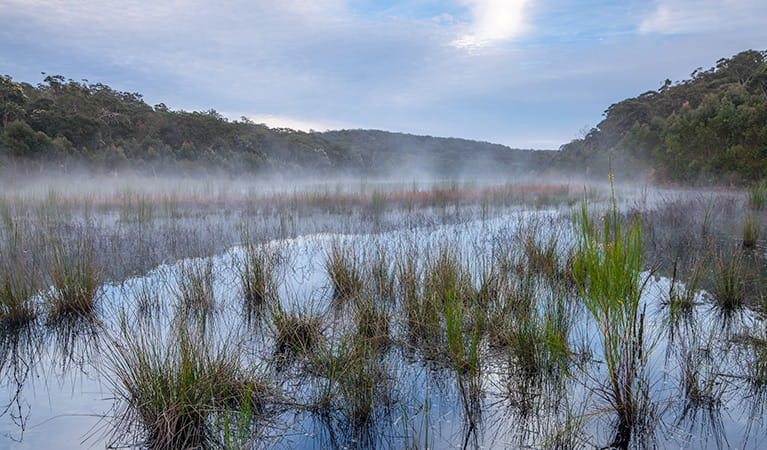 View of a mist-covered lake surface with marsh grasses in the foreground. Photo credit: Ian Brown &copy; DPIE