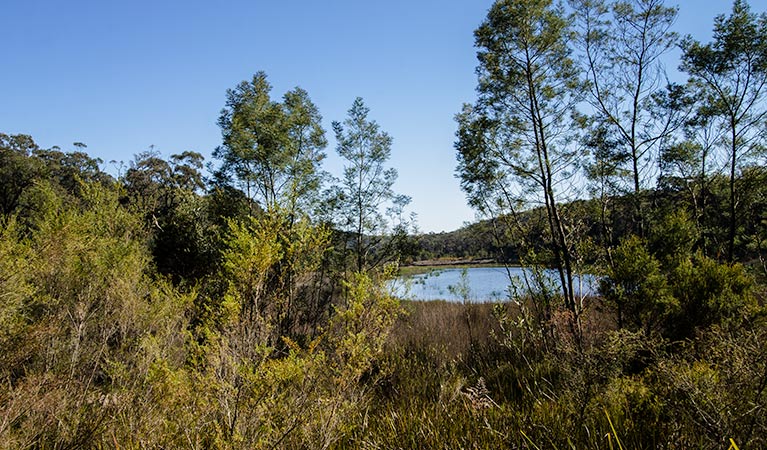 Thirlmere Lakes track, Thirlmere Lakes National Park. Photo: John Spencer &copy; OEH