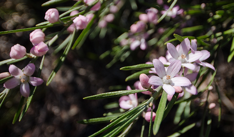 Thirlmere Lakes track pink wildflowers, Thirlmere Lakes National Parl. Photo: John Spencer