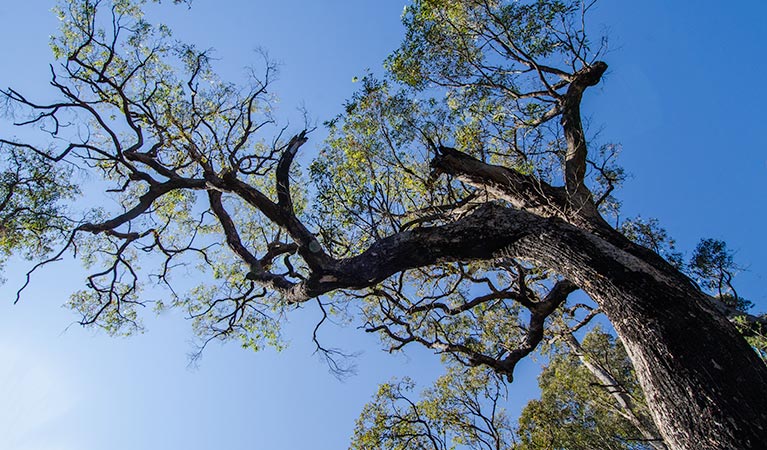 Thirlmere Lakes tree, Thirlmere Lakes National Park. Photo: John Spencer &copy; OEH