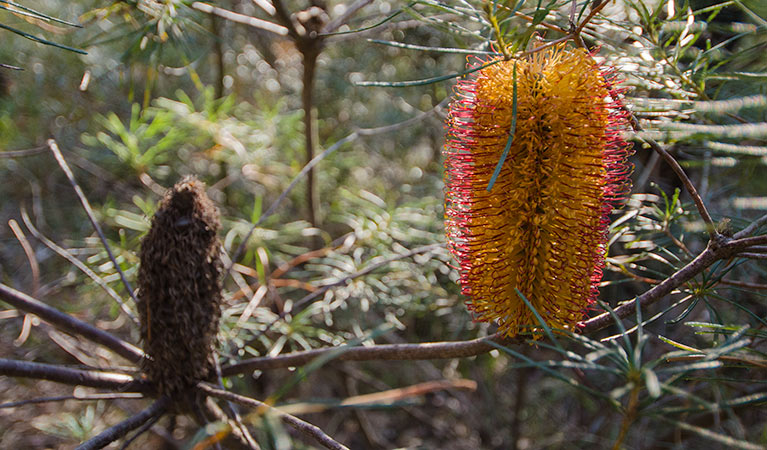 Thirlmere Lakes track bottlebrush, Thirlmere Lakes National Park. Photo: John Spencer &copy; OEH