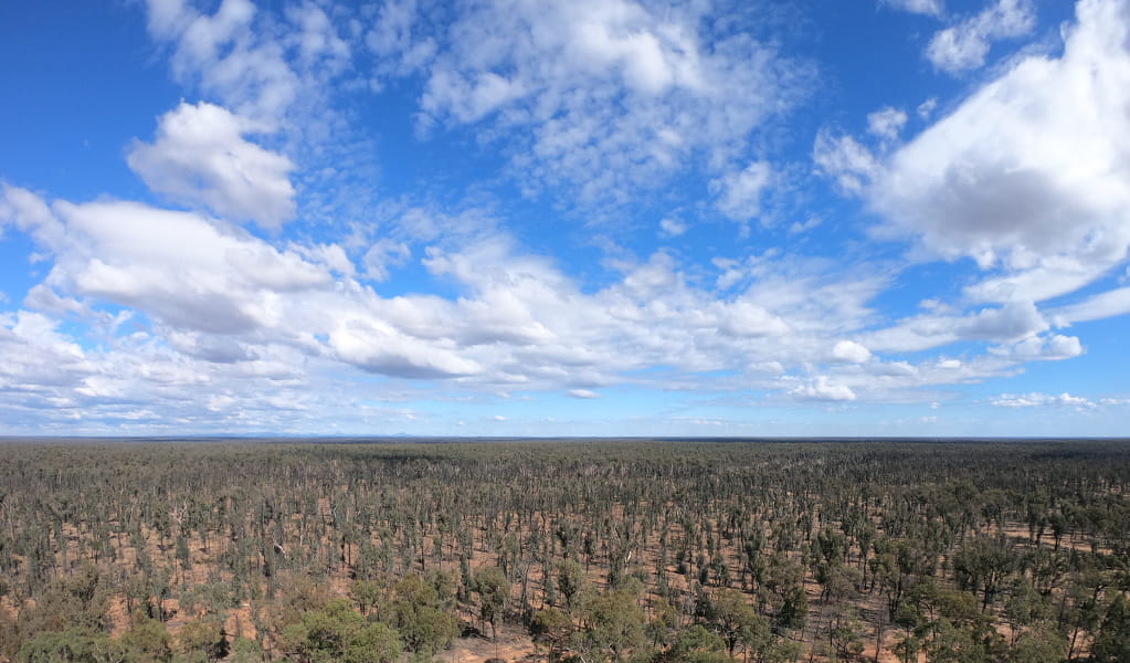 Panoramic view of forest stretching to the horizon under a partly cloudy sky. Photo credit: Bernadette Lai &copy; DPIE
