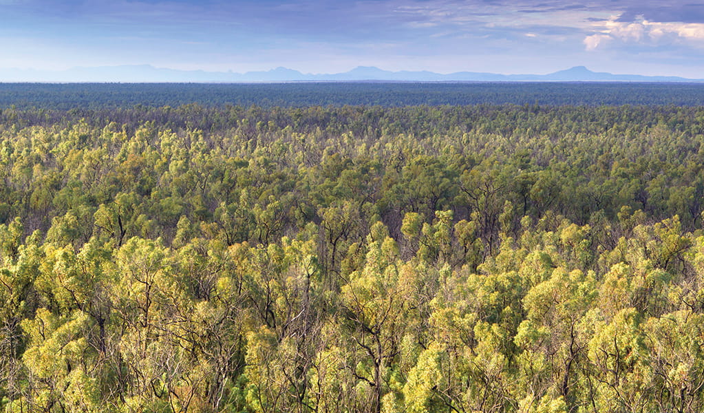 View of the Pilliga Forest from Pilliga Forest lookout tower, with distant mountains on the horizon. Photo &copy; Robert Cleary