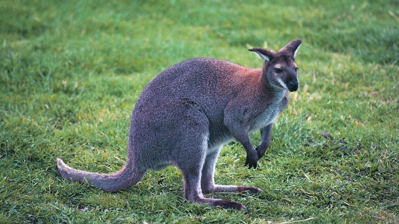 Red neck wallaby. Photo: Graham Robertson