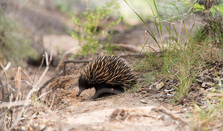 Morna Point walk, Tomaree National Park. Photo: John Spencer