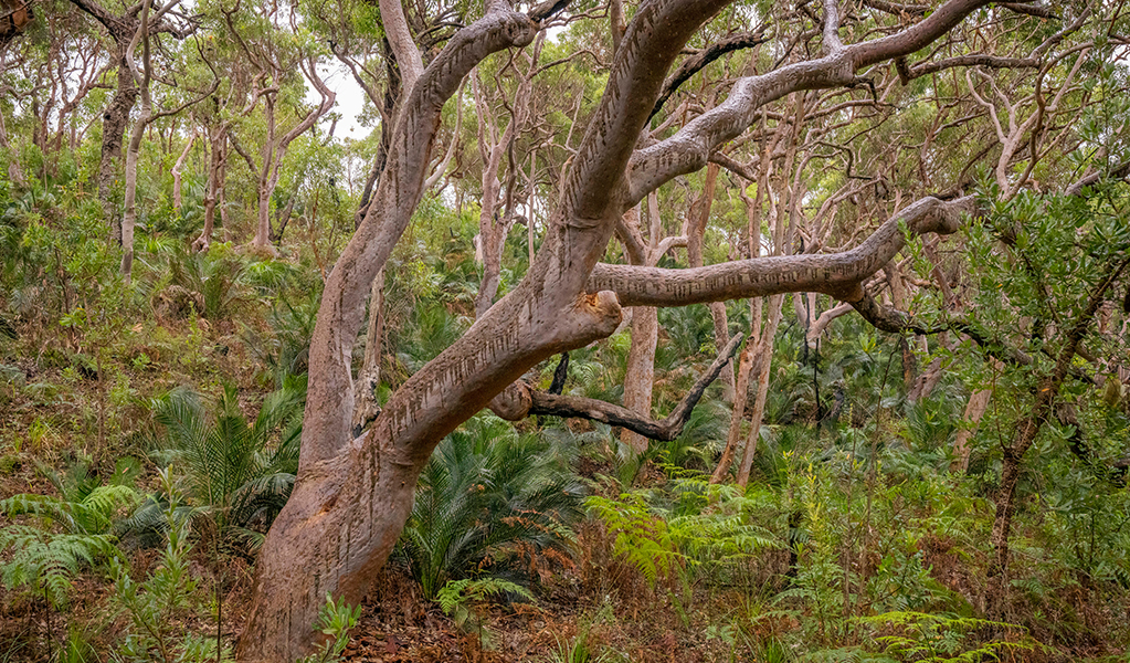 Beautiful forest scene of angophora costata trees on Tomaree Coastal Walk. Credit: John Spencer &copy; DPE