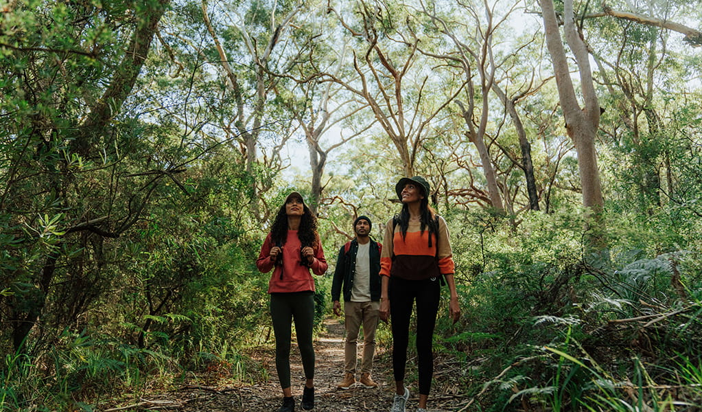 Three walkers surrounded by angophora forest. Credit: Remy Brand &copy; Remy Brand