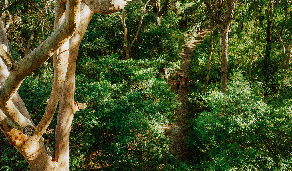 Aerial photo the Tomaree Coastal Walk track weaving through lush forest. Credit: Daniel Parsons &copy; Daniel Parsons