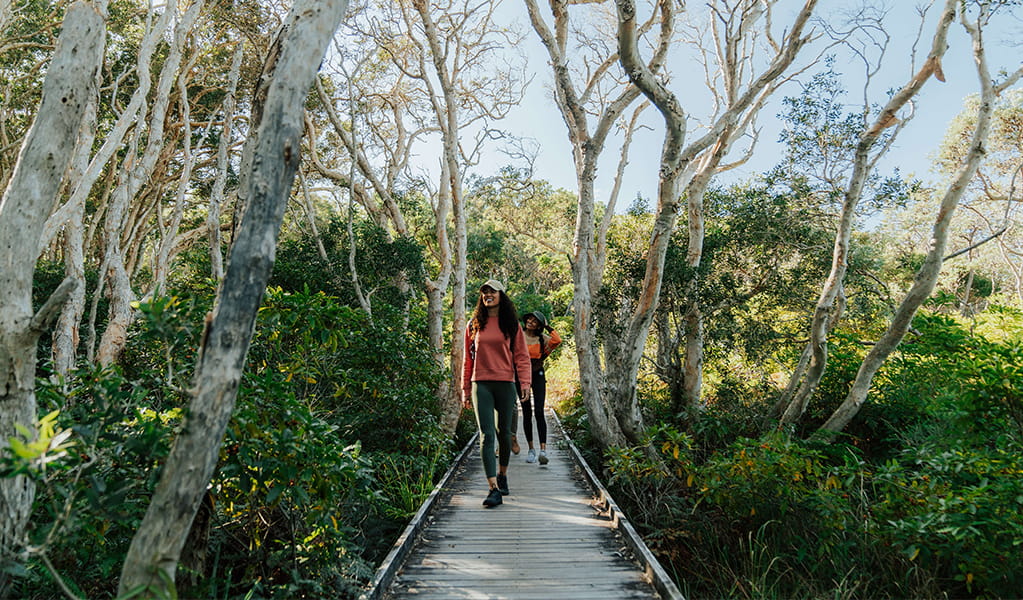 Walkers shaded by forest crossing a timber boardwalk on the Tomaree Coastal Walk. Credit: Remy Brand &copy; Remy Brand
