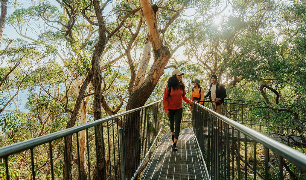 Walkers on a raised steel boardwalk surrounded by trees ascending Tomeree Head Summit. Credit: Remy Brand &copy; Remy Brand